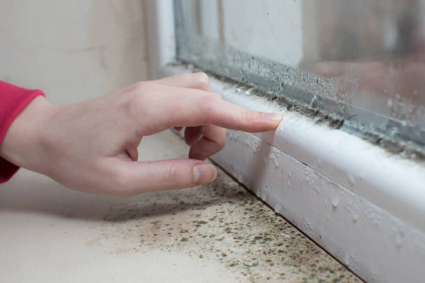 Best Biohazard Mold Removal  in Indian Hills, TX